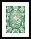 Fish. Teleostei by Ernst Haeckel