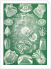 Fish. Teleostei by Ernst Haeckel