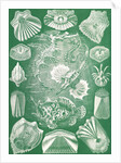 Fish. Teleostei by Ernst Haeckel