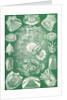 Fish. Teleostei by Ernst Haeckel