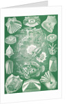 Fish. Teleostei by Ernst Haeckel