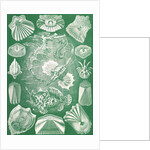 Fish. Teleostei by Ernst Haeckel