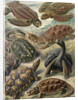 Tortoises and turtles. Chelonia by Ernst Haeckel