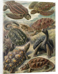 Tortoises and turtles. Chelonia by Ernst Haeckel