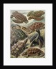 Tortoises and turtles. Chelonia by Ernst Haeckel