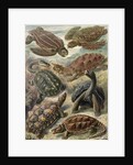 Tortoises and turtles. Chelonia by Ernst Haeckel