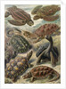 Tortoises and turtles. Chelonia by Ernst Haeckel
