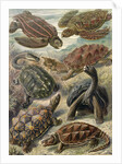 Tortoises and turtles. Chelonia by Ernst Haeckel