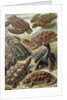 Tortoises and turtles. Chelonia by Ernst Haeckel