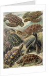 Tortoises and turtles. Chelonia by Ernst Haeckel