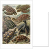 Tortoises and turtles. Chelonia by Ernst Haeckel