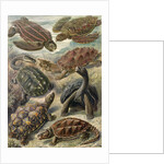 Tortoises and turtles. Chelonia by Ernst Haeckel