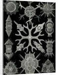 Microorganisms. Spumellaria by Ernst Haeckel