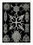 Microorganisms. Spumellaria by Ernst Haeckel