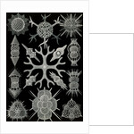 Microorganisms. Spumellaria by Ernst Haeckel