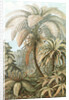 Ferns. Filicinae by Ernst Haeckel