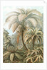 Ferns. Filicinae by Ernst Haeckel