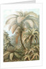 Ferns. Filicinae by Ernst Haeckel