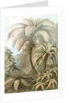Ferns. Filicinae by Ernst Haeckel