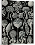 Slime molds. Mycetozoa by Ernst Haeckel