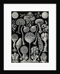 Slime molds. Mycetozoa by Ernst Haeckel