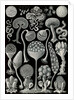 Slime molds. Mycetozoa by Ernst Haeckel