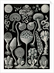Slime molds. Mycetozoa by Ernst Haeckel