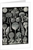 Slime molds. Mycetozoa by Ernst Haeckel