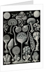 Slime molds. Mycetozoa by Ernst Haeckel