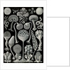 Slime molds. Mycetozoa by Ernst Haeckel