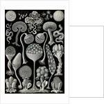 Slime molds. Mycetozoa by Ernst Haeckel