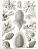 Conifers. Coniferae by Ernst Haeckel