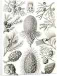 Conifers. Coniferae by Ernst Haeckel