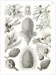 Conifers. Coniferae by Ernst Haeckel