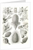 Conifers. Coniferae by Ernst Haeckel