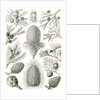 Conifers. Coniferae by Ernst Haeckel