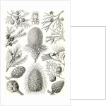 Conifers. Coniferae by Ernst Haeckel