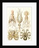 Octopuses. Gamochonia by Ernst Haeckel