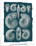 Marine mollusks. Ammonitida by Ernst Haeckel