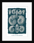Marine mollusks. Ammonitida by Ernst Haeckel