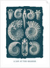 Marine mollusks. Ammonitida by Ernst Haeckel