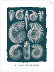 Marine mollusks. Ammonitida by Ernst Haeckel