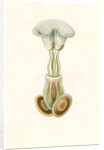 Aquatic invertebrates. Bryozoa by Ernst Haeckel