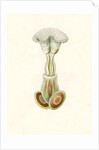 Aquatic invertebrates. Bryozoa by Ernst Haeckel