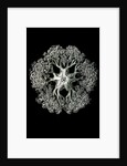 Starfish and details of starfish anatomy. Ophiodea by Ernst Haeckel