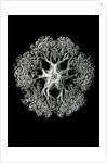 Starfish and details of starfish anatomy. Ophiodea by Ernst Haeckel