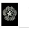 Starfish and details of starfish anatomy. Ophiodea by Ernst Haeckel