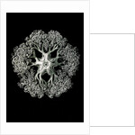 Starfish and details of starfish anatomy. Ophiodea by Ernst Haeckel