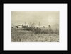 Meadow Landscape by Peter Henry Emerson