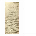 Water Lilies by William B. Post